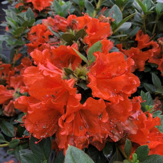Azalea ‘Perfecto Mundo Orange’