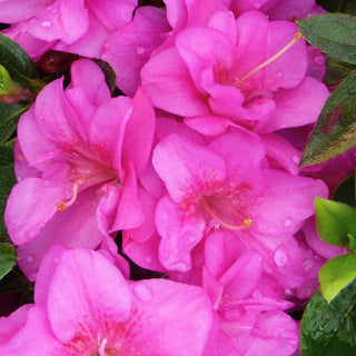 Azalea Petticoat