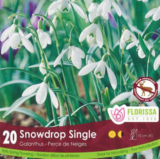 Galanthus (Single Snowdrop)