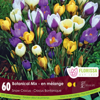 Crocus ‘Botanical Mix’