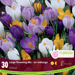 Crocus ‘Large Flowering Mix’