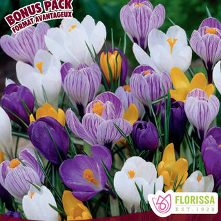 Crocus ‘Large Flowering Mix’