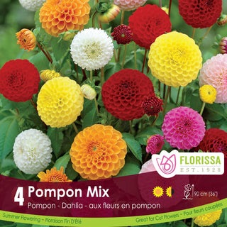 Dahlia ‘Pompon Mix'