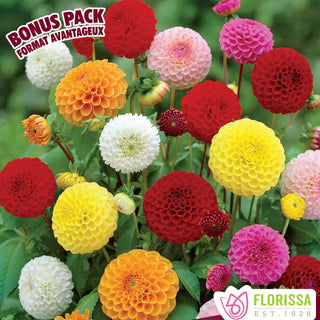 Dahlia ‘Pompon Mix'