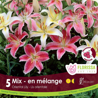 Florissa bulb packet with pink and white lilies and branding details.