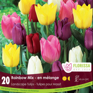 Rainbow Mix Tulips