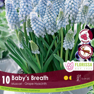 Muscari 'Baby's Breath'
