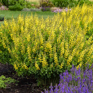 Baptisia American Goldfinch