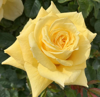 Rose ‘Be Good’