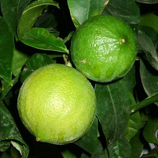 Bergamot Orange - Citrus