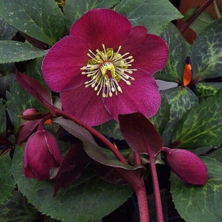 Hellebore 'Berry Swirl'