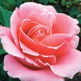 Rose ‘Bewitched’