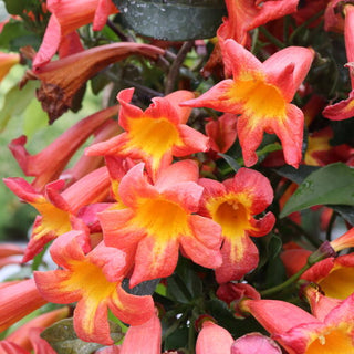 Bignonia capreolata ‘Dressed to Thrill’
