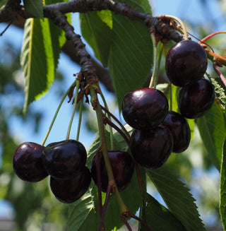 Cherry - Prunus avium ‘Black Gold’