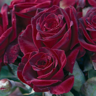 Rose ‘Black Baccara’