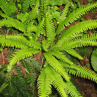 Blechnum Spicant