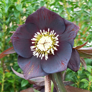 Hellebore ‘Blue Diamond’