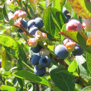 Blueberry Northland