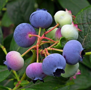 Blueberry - ‘Razz’