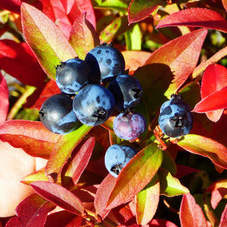 Blueberry Tophat