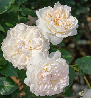 Rose 'Bolero' 24"