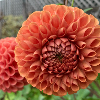 Dahlia 'Brown Sugar'