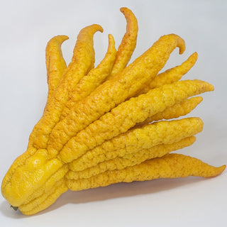 Buddha’s Hand Citron (Citrus medica var. sarcodactylis)