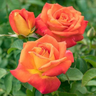 Rose ‘Burst of Joy’