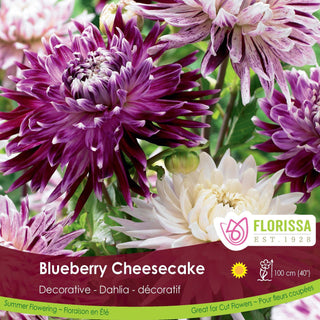 Dahlia ‘Blueberry Cheesecake'