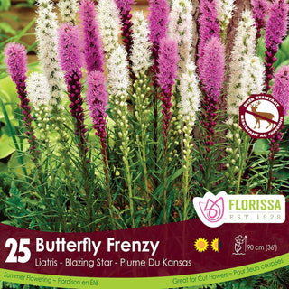 Liatris Butterfly Frenzy