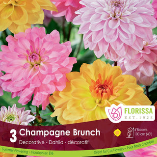 Dahlia ‘Champagne Brunch'