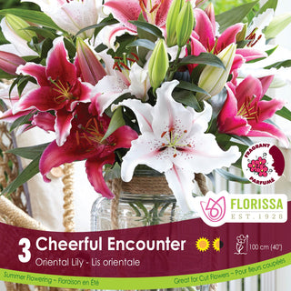Lily ‘Cheerful Encounter’