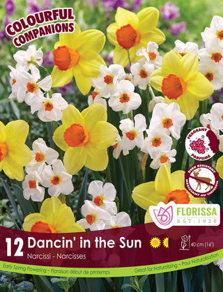 Narcissus - Dancin' in the Sun