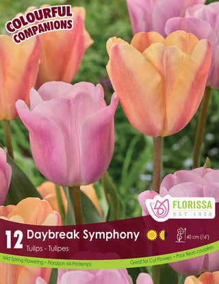 Tulip - Daybreak Symphony