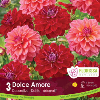 Dahlia ‘Dolce Amore'