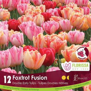 Foxtrot Fusion Tulips