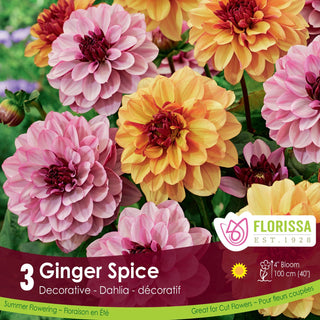 Dahlia ‘Ginger Spice'