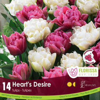 Heart's Desire Tulips