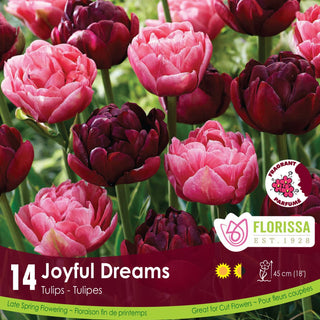 Tulip 'Joyful Dreams'