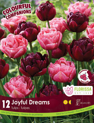 Tulip - Joyful Dreams