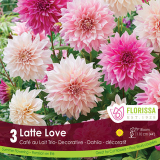 Dahlia 'Latte Love'