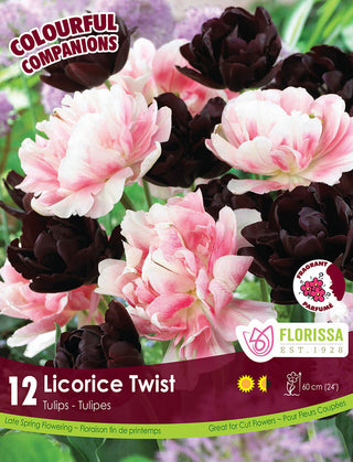 Tulip - Licorice Twist