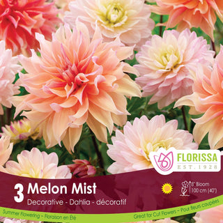 Dahlia ‘Melon Mist'