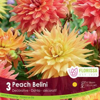 Dahlia ‘Peach Bellini'