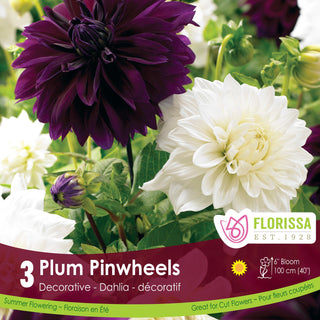 Dahlia 'Plum Pinwheels'