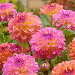 Dahlia ‘Pretty Please'