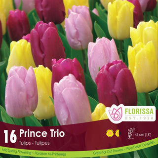 Prince Trio Tulips