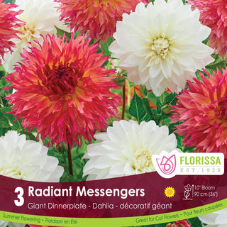 Dahlia ‘Radiant Messengers'