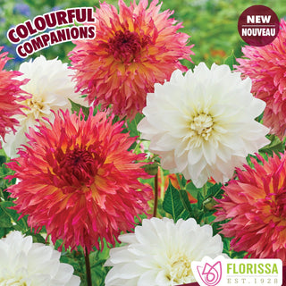 Dahlia ‘Radiant Messengers'