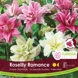 Lily ‘Roselily Romance'